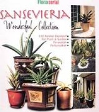 Sansevieria Wonderful Collection